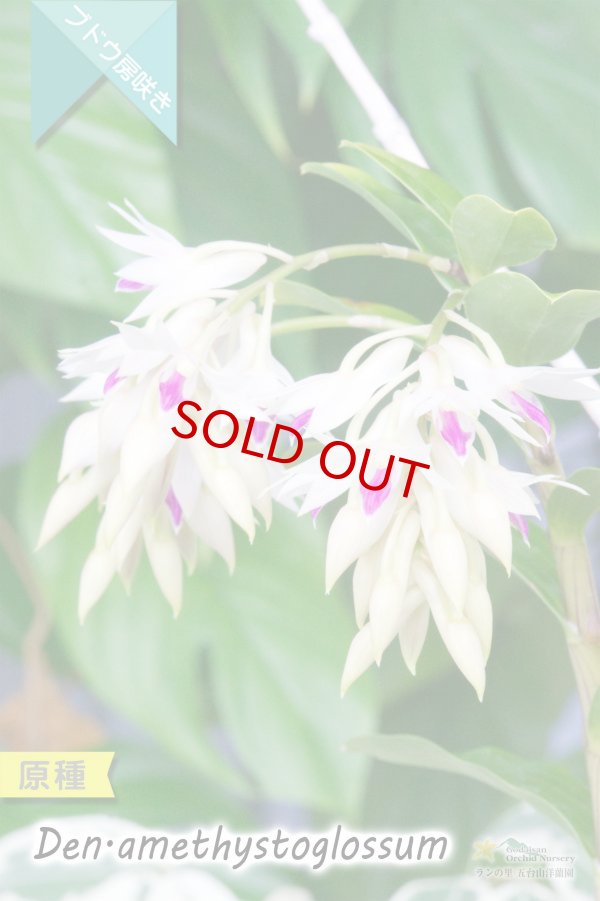画像3: 【アメジスト色のリップがワンポイントな房咲きデンドロ原種】Dendrobium amethystoglossum (原種) デンドロビウム　アメジストグロッサム (3)