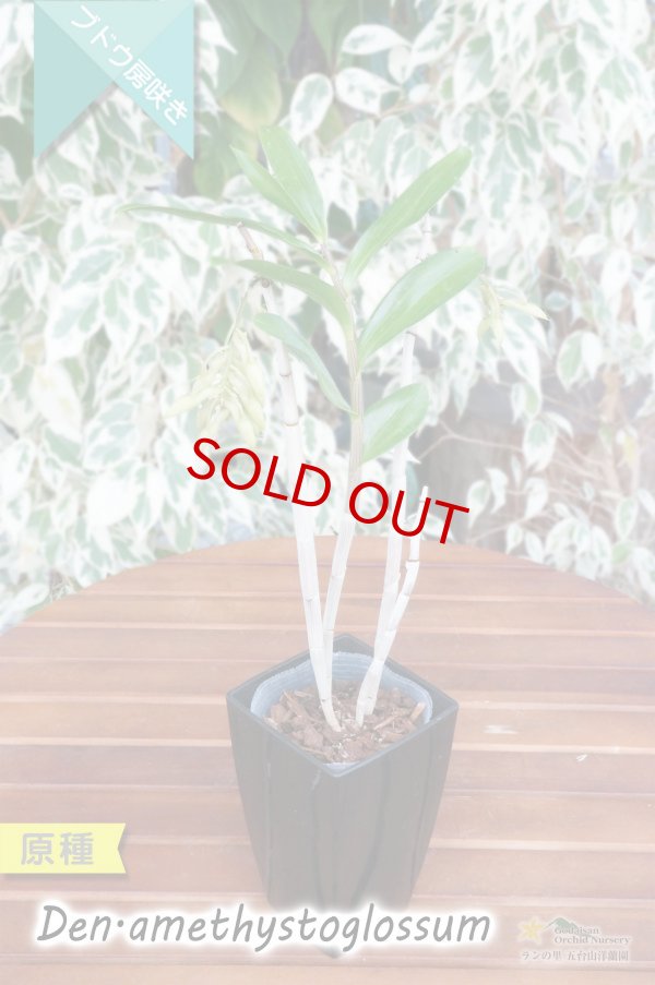 画像4: 【アメジスト色のリップがワンポイントな房咲きデンドロ原種】Dendrobium amethystoglossum (原種) デンドロビウム　アメジストグロッサム (4)