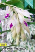 画像2: 【アメジスト色のリップがワンポイントな房咲きデンドロ原種】Dendrobium amethystoglossum (原種) デンドロビウム　アメジストグロッサム (2)