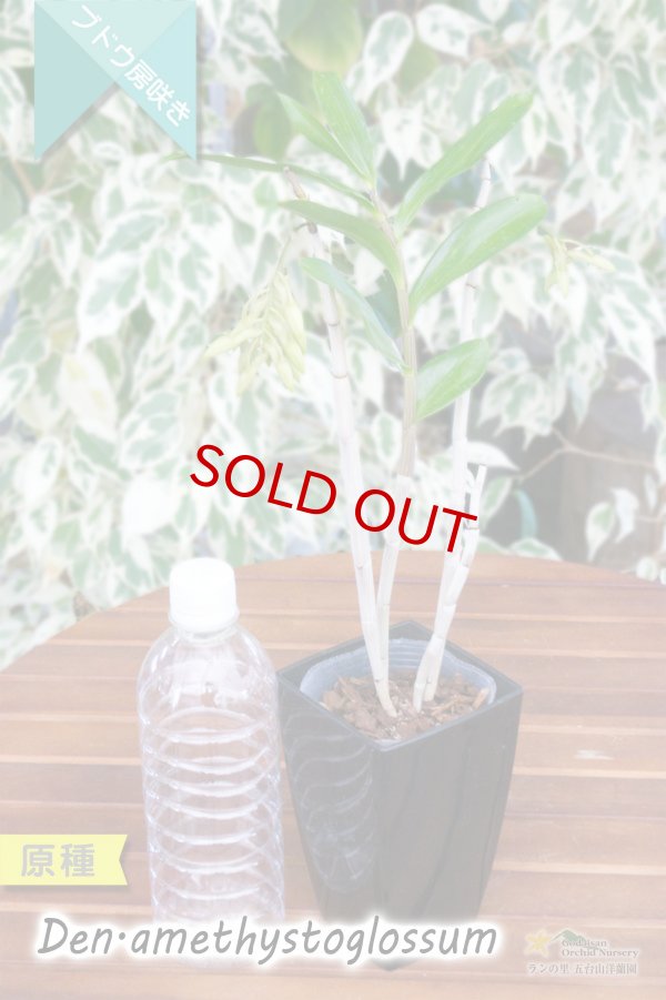 画像5: 【アメジスト色のリップがワンポイントな房咲きデンドロ原種】Dendrobium amethystoglossum (原種) デンドロビウム　アメジストグロッサム (5)