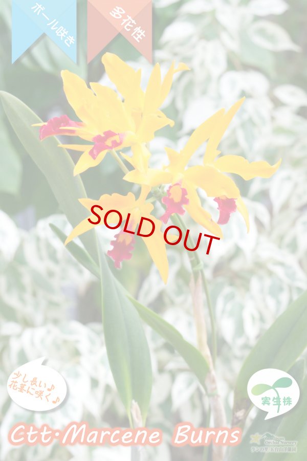 画像3: 【篝火のようにゆらゆら見えるカトレア】Ctt.Marcene Burns（交配種・実生株）カトリアンセ　マルセンバーンズ (3)