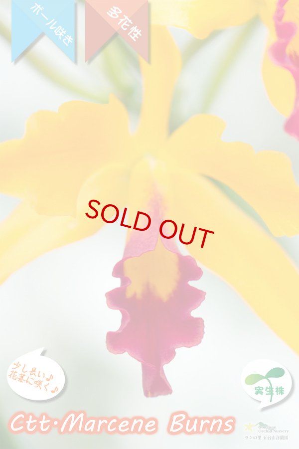 画像2: 【篝火のようにゆらゆら見えるカトレア】Ctt.Marcene Burns（交配種・実生株）カトリアンセ　マルセンバーンズ (2)