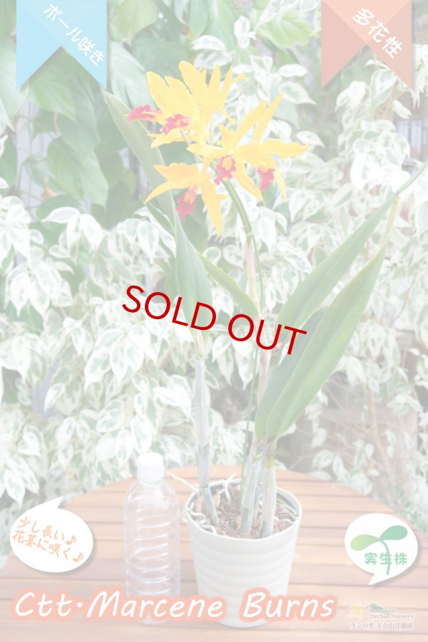 画像5: 【篝火のようにゆらゆら見えるカトレア】Ctt.Marcene Burns（交配種・実生株）カトリアンセ　マルセンバーンズ (5)
