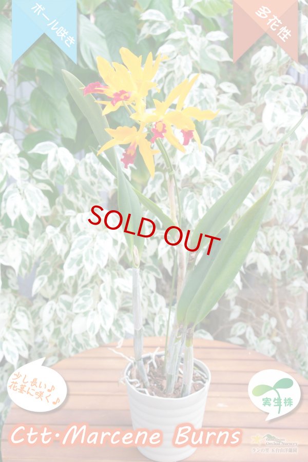 画像4: 【篝火のようにゆらゆら見えるカトレア】Ctt.Marcene Burns（交配種・実生株）カトリアンセ　マルセンバーンズ (4)