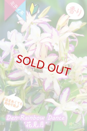 桃のような香りのするデンドロ Den Rainbow Dance Hanamizuki 交配種 デンドロビウム レインボーダンス 花見月 デンドロビウム