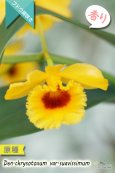 画像3: 【ぶどう房咲きデンドロ原種】Dendrobium chrysotoxum var.suavissimum (原種) デンドロビウム　クリソトキサム　バー　スアビッシマム (3)