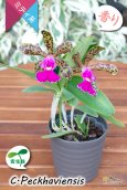 画像6: 【野生味あふれるカトレア点花の交配種】Cattleya Peckhaviensis （交配種・実生株）カトレア　ペッカヴィエンシス (6)