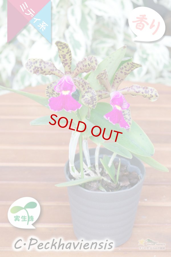 画像6: 【野生味あふれるカトレア点花の交配種】Cattleya Peckhaviensis （交配種・実生株）カトレア　ペッカヴィエンシス (6)