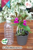 画像7: 【野生味あふれるカトレア点花の交配種】Cattleya Peckhaviensis （交配種・実生株）カトレア　ペッカヴィエンシス (7)