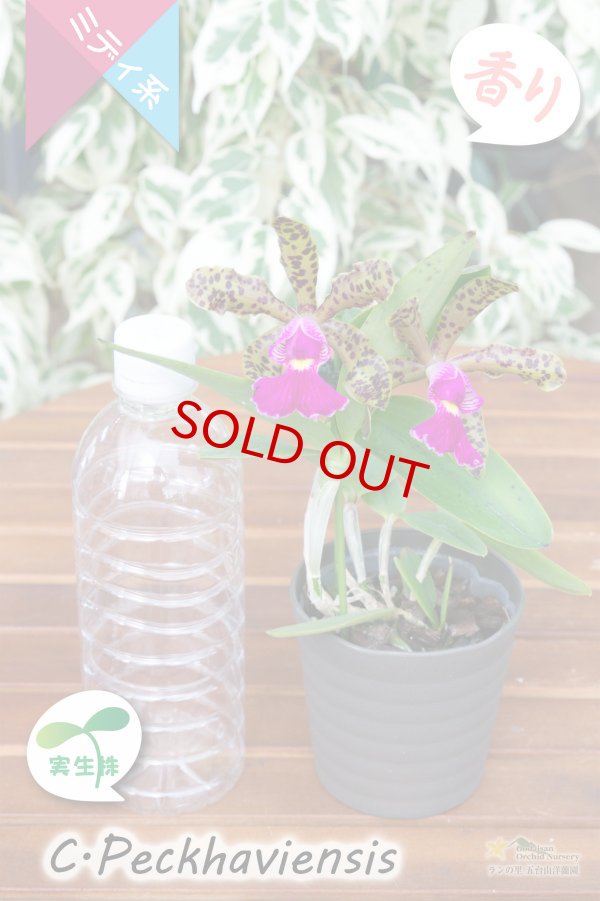 画像7: 【野生味あふれるカトレア点花の交配種】Cattleya Peckhaviensis （交配種・実生株）カトレア　ペッカヴィエンシス (7)