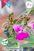 画像4: 【野生味あふれるカトレア点花の交配種】Cattleya Peckhaviensis （交配種・実生株）カトレア　ペッカヴィエンシス (4)