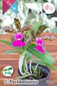 画像2: 【野生味あふれるカトレア点花の交配種】Cattleya Peckhaviensis （交配種・実生株）カトレア　ペッカヴィエンシス (2)