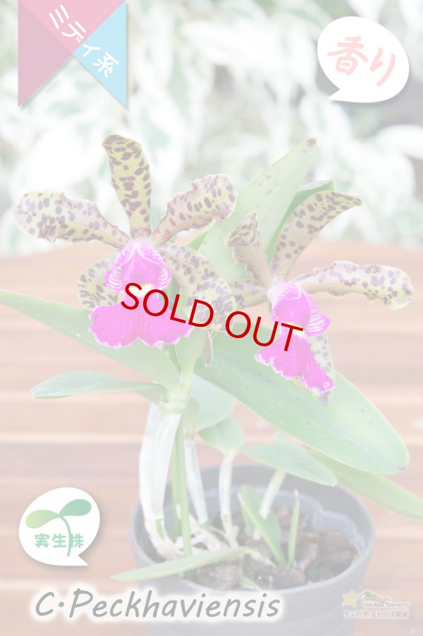 画像2: 【野生味あふれるカトレア点花の交配種】Cattleya Peckhaviensis （交配種・実生株）カトレア　ペッカヴィエンシス (2)