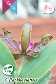 画像5: 【野生味あふれるカトレア点花の交配種】Cattleya Peckhaviensis （交配種・実生株）カトレア　ペッカヴィエンシス (5)