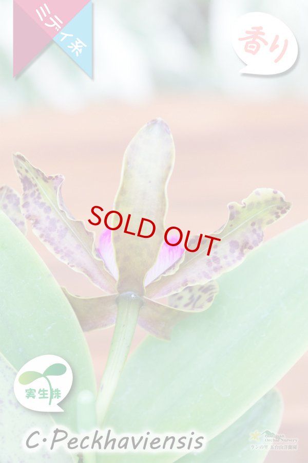 画像5: 【野生味あふれるカトレア点花の交配種】Cattleya Peckhaviensis （交配種・実生株）カトレア　ペッカヴィエンシス (5)
