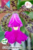 画像3: 【野生味あふれるカトレア点花の交配種】Cattleya Peckhaviensis （交配種・実生株）カトレア　ペッカヴィエンシス (3)