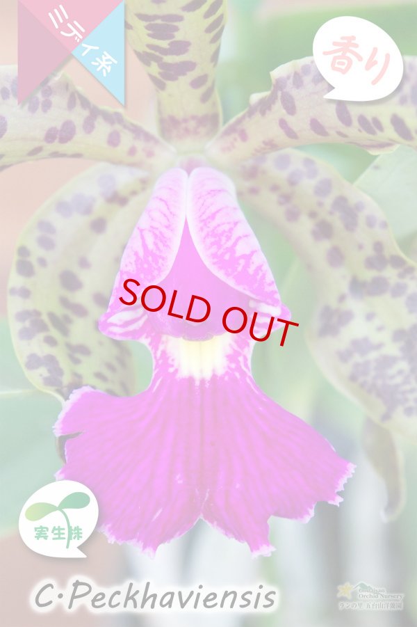 画像3: 【野生味あふれるカトレア点花の交配種】Cattleya Peckhaviensis （交配種・実生株）カトレア　ペッカヴィエンシス (3)