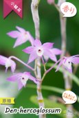 画像3: 【ふんわり香る春の妖精のような原種デンドロ】Den.hercoglossum（原種）デンドロビウム　ヘリコグロッサム (3)