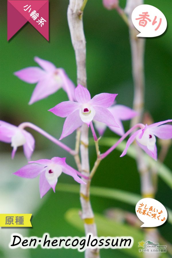 画像3: 【ふんわり香る春の妖精のような原種デンドロ】Den.hercoglossum（原種）デンドロビウム　ヘリコグロッサム (3)