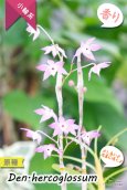 画像4: 【ふんわり香る春の妖精のような原種デンドロ】Den.hercoglossum（原種）デンドロビウム　ヘリコグロッサム (4)