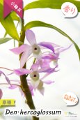 画像5: 【ふんわり香る春の妖精のような原種デンドロ】Den.hercoglossum（原種）デンドロビウム　ヘリコグロッサム (5)