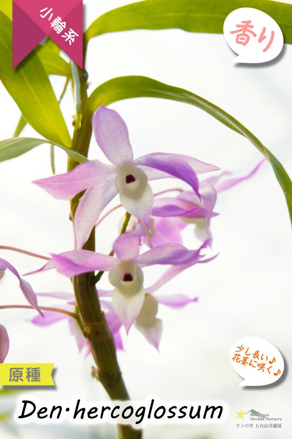 画像5: 【ふんわり香る春の妖精のような原種デンドロ】Den.hercoglossum（原種）デンドロビウム　ヘリコグロッサム (5)