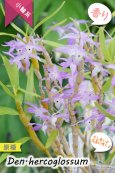画像2: 【ふんわり香る春の妖精のような原種デンドロ】Den.hercoglossum（原種）デンドロビウム　ヘリコグロッサム (2)