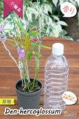 画像10: 【ふんわり香る春の妖精のような原種デンドロ】Den.hercoglossum（原種）デンドロビウム　ヘリコグロッサム (10)