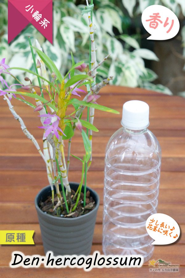 画像10: 【ふんわり香る春の妖精のような原種デンドロ】Den.hercoglossum（原種）デンドロビウム　ヘリコグロッサム (10)