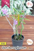 画像9: 【ふんわり香る春の妖精のような原種デンドロ】Den.hercoglossum（原種）デンドロビウム　ヘリコグロッサム (9)