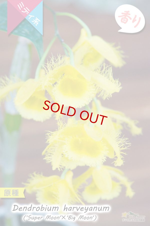 画像2: 【花の周囲を繊毛が覆う面白い造形美デンドロ原種】Den.harveyanum（原種・実生株）デンドロビウム　ハーベヤナム (2)