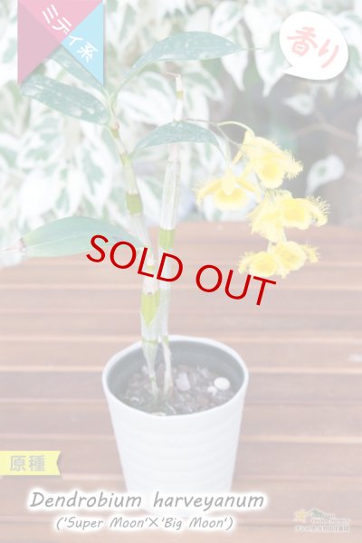 花の周囲を繊毛が覆う面白い造形美デンドロ原種】Den.harveyanum（原種