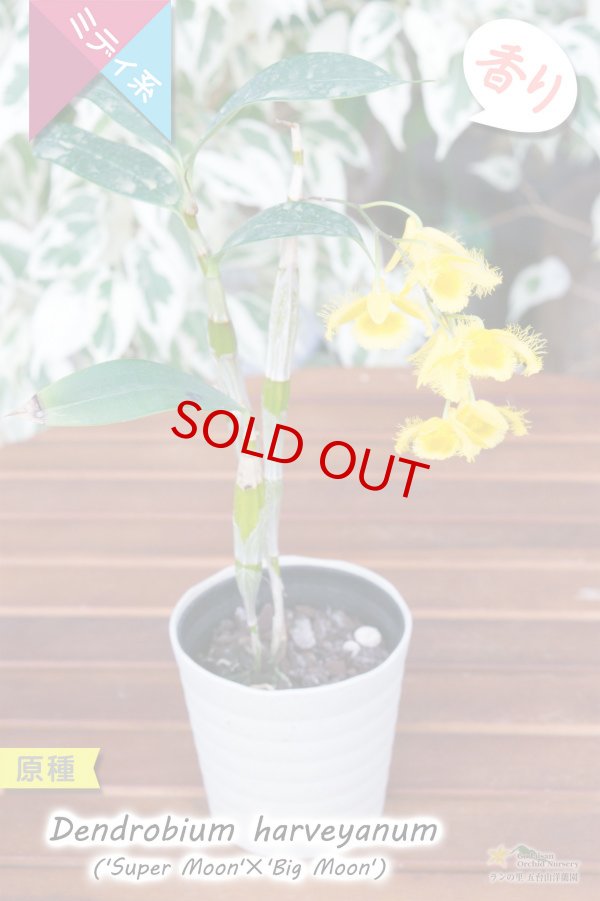 画像3: 【花の周囲を繊毛が覆う面白い造形美デンドロ原種】Den.harveyanum（原種・実生株）デンドロビウム　ハーベヤナム (3)