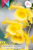 画像1: 【花の周囲を繊毛が覆う面白い造形美デンドロ原種】Den.harveyanum（原種・実生株）デンドロビウム　ハーベヤナム (1)