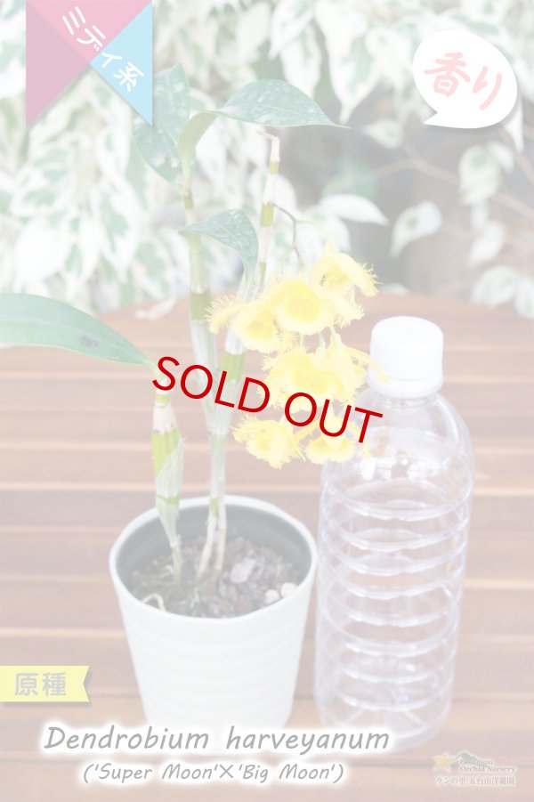 画像4: 【花の周囲を繊毛が覆う面白い造形美デンドロ原種】Den.harveyanum（原種・実生株）デンドロビウム　ハーベヤナム (4)