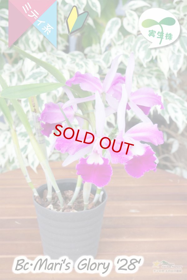 画像4: 【クサビタイプの中輪カトレア・実生株】Bc.Mari's Glory '28'(交配種・実生株)カトレア系 マリズグローリー‘28’ (4)