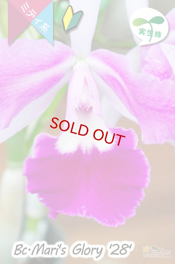 画像3: 【クサビタイプの中輪カトレア・実生株】Bc.Mari's Glory '28'(交配種・実生株)カトレア系 マリズグローリー‘28’ (3)