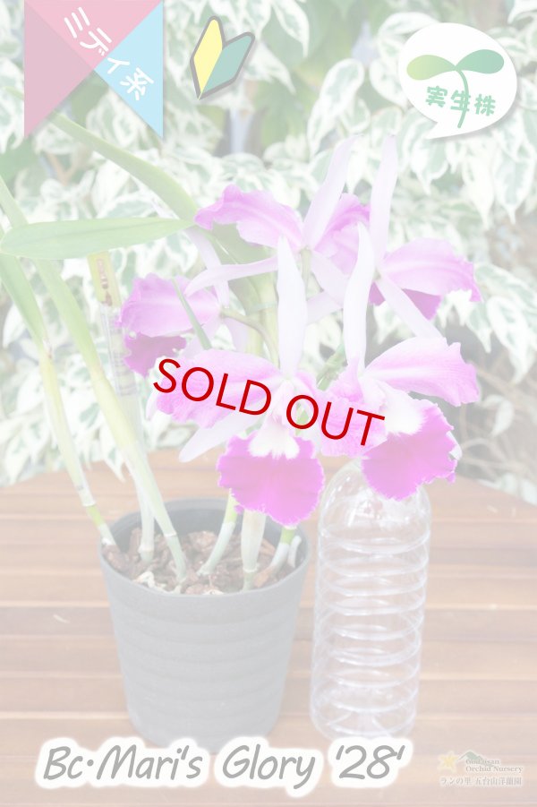 画像5: 【クサビタイプの中輪カトレア・実生株】Bc.Mari's Glory '28'(交配種・実生株)カトレア系 マリズグローリー‘28’ (5)