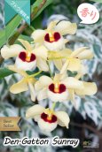 画像1: 【ベストセラーぶどう房咲き大輪デンドロ交配種】Dendrobium Gatton Sunray（交配種）デンドロビウム　ガットンサンレイ (1)