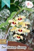 画像4: 【ベストセラーぶどう房咲き大輪デンドロ交配種】Dendrobium Gatton Sunray（交配種）デンドロビウム　ガットンサンレイ (4)