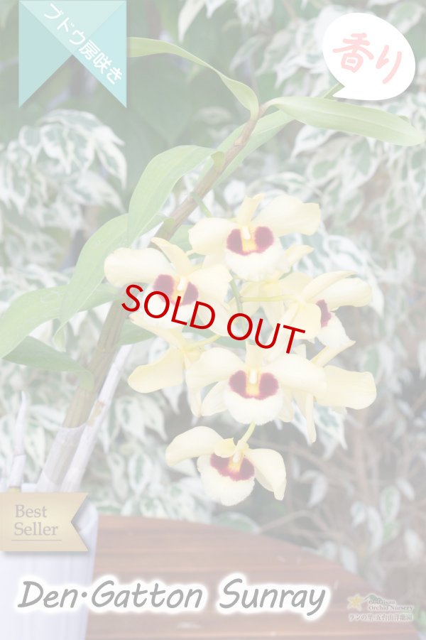 画像4: 【ベストセラーぶどう房咲き大輪デンドロ交配種】Dendrobium Gatton Sunray（交配種）デンドロビウム　ガットンサンレイ (4)