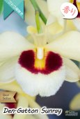 画像3: 【ベストセラーぶどう房咲き大輪デンドロ交配種】Dendrobium Gatton Sunray（交配種）デンドロビウム　ガットンサンレイ (3)