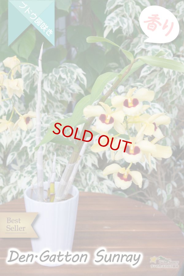 画像5: 【ベストセラーぶどう房咲き大輪デンドロ交配種】Dendrobium Gatton Sunray（交配種）デンドロビウム　ガットンサンレイ (5)