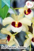 画像2: 【ベストセラーぶどう房咲き大輪デンドロ交配種】Dendrobium Gatton Sunray（交配種）デンドロビウム　ガットンサンレイ (2)