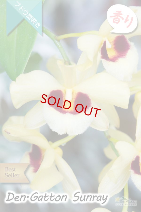 画像2: 【ベストセラーぶどう房咲き大輪デンドロ交配種】Dendrobium Gatton Sunray（交配種）デンドロビウム　ガットンサンレイ (2)