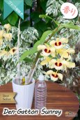 画像6: 【ベストセラーぶどう房咲き大輪デンドロ交配種】Dendrobium Gatton Sunray（交配種）デンドロビウム　ガットンサンレイ (6)