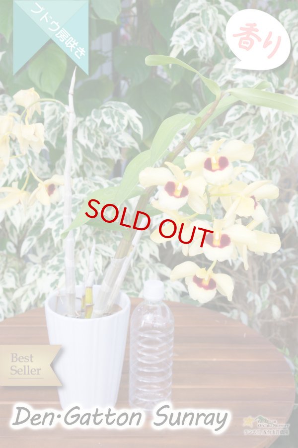 画像6: 【ベストセラーぶどう房咲き大輪デンドロ交配種】Dendrobium Gatton Sunray（交配種）デンドロビウム　ガットンサンレイ (6)
