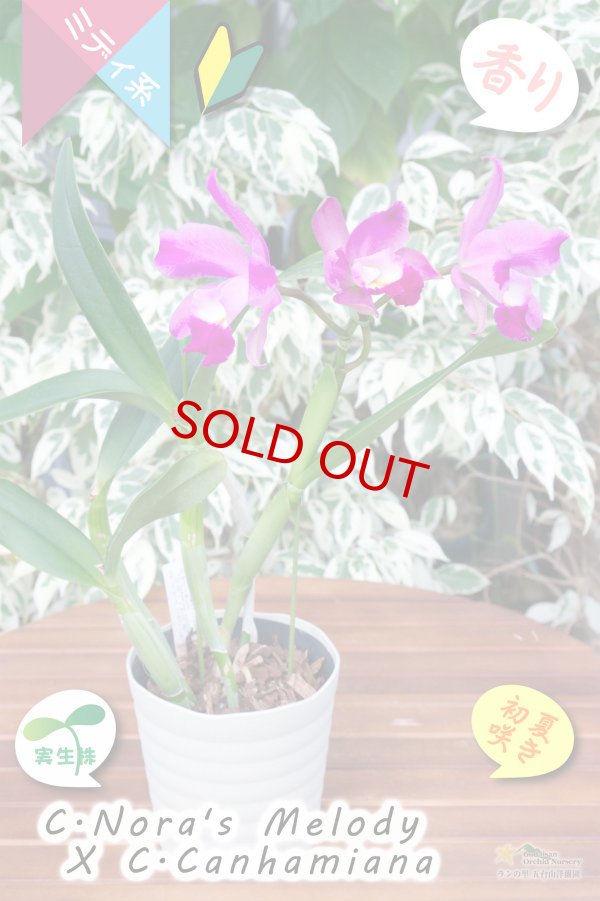 画像6: 【春〜初夏咲きミディカトレア・実生株】(C.Nora's Melody ? C.Canhamiana) '８'（交配種・実生株）カトレア（ノラズメロディー?カンハミアナ）‘８’ (6)