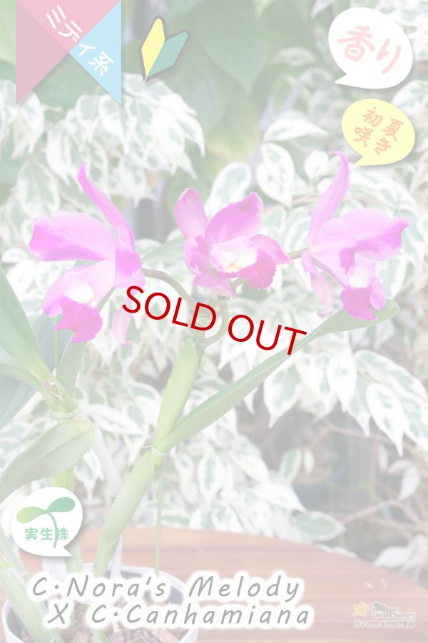 画像5: 【春〜初夏咲きミディカトレア・実生株】(C.Nora's Melody ? C.Canhamiana) '８'（交配種・実生株）カトレア（ノラズメロディー?カンハミアナ）‘８’ (5)