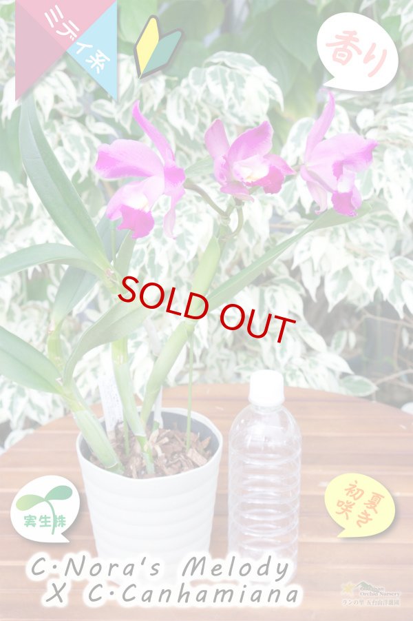 画像7: 【春〜初夏咲きミディカトレア・実生株】(C.Nora's Melody ? C.Canhamiana) '８'（交配種・実生株）カトレア（ノラズメロディー?カンハミアナ）‘８’ (7)
